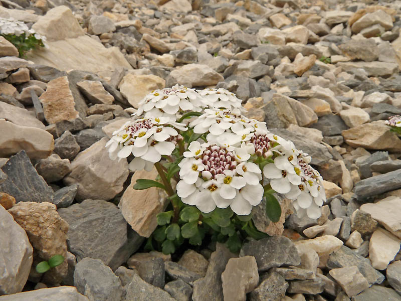 Iberis aurosica subsp. nana/ Iberide spatolata